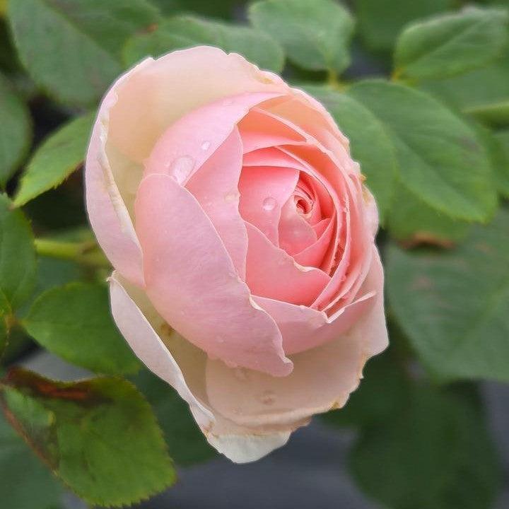 Rosa x - PW® Flavorette Pear'd® Rose