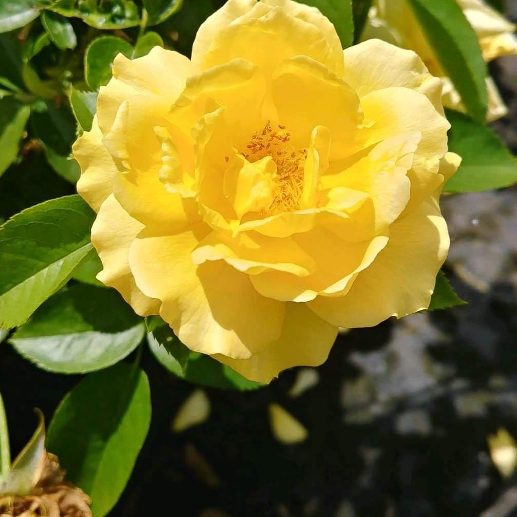 Rosa - Julia Child™ Rose
