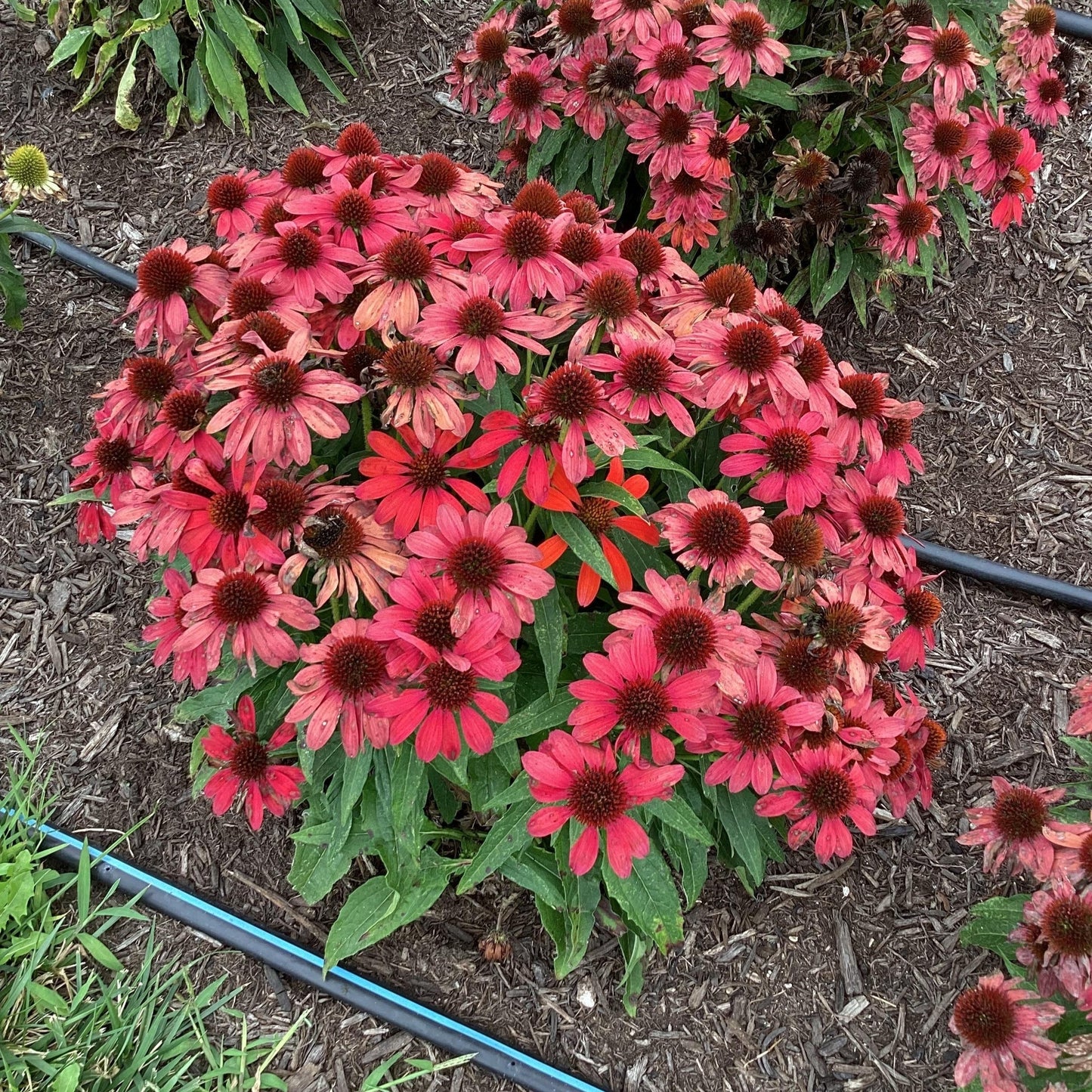 Echinacea purpurea - SunMagic® Vintage Ruby Echinacea