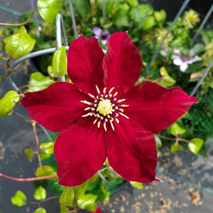 Clematis - Charmaine™ Clematis