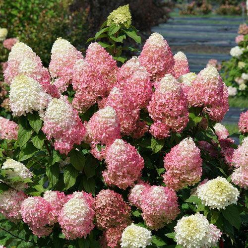 Hydrangea paniculata - Quick Fire Fab® Hydrangea