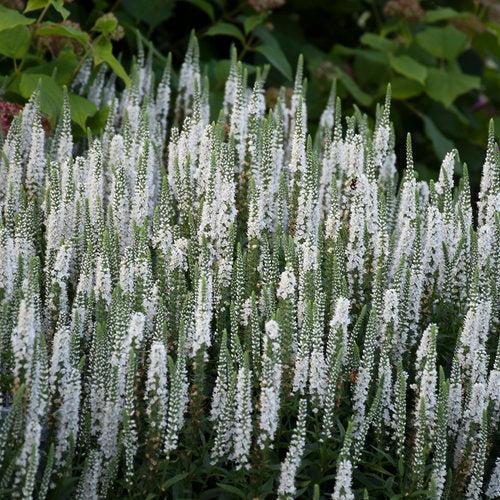 Veronica - Magic Show® White Wands Speedwell