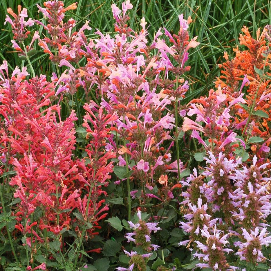 Agastache -  Kudos™ Ambrosia Hummingbird Mint, Hyssop