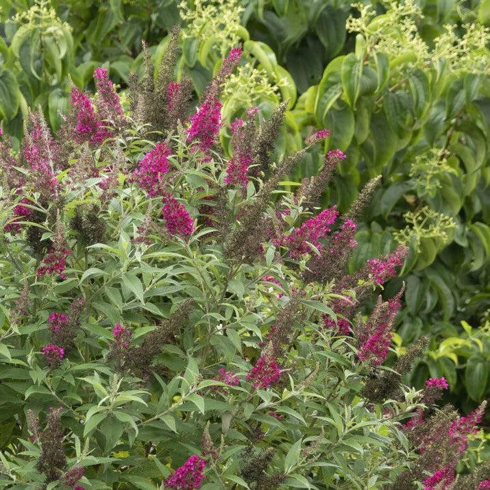 Buddleia davidii - First Editions® Funky Fuchsia™ Butterfly Bush