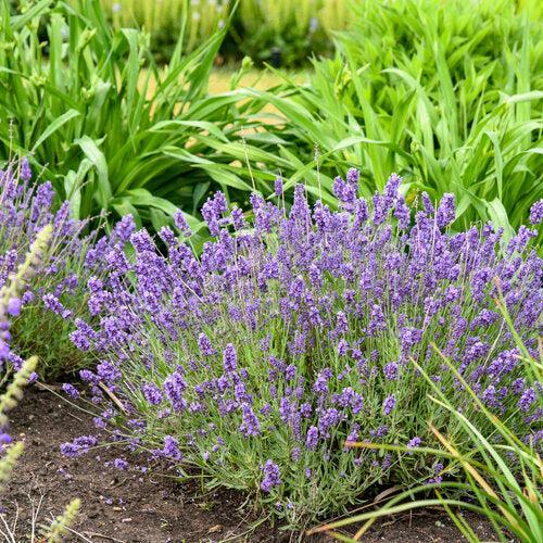 Lavandula angustifolia - Summer Serenade Lavender
