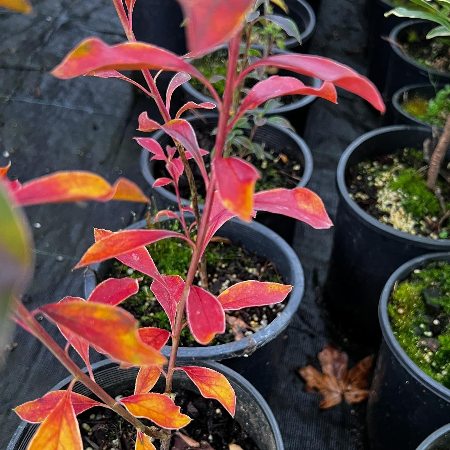 Enkianthus campanulatus - Showy Lanterns Enkianthus