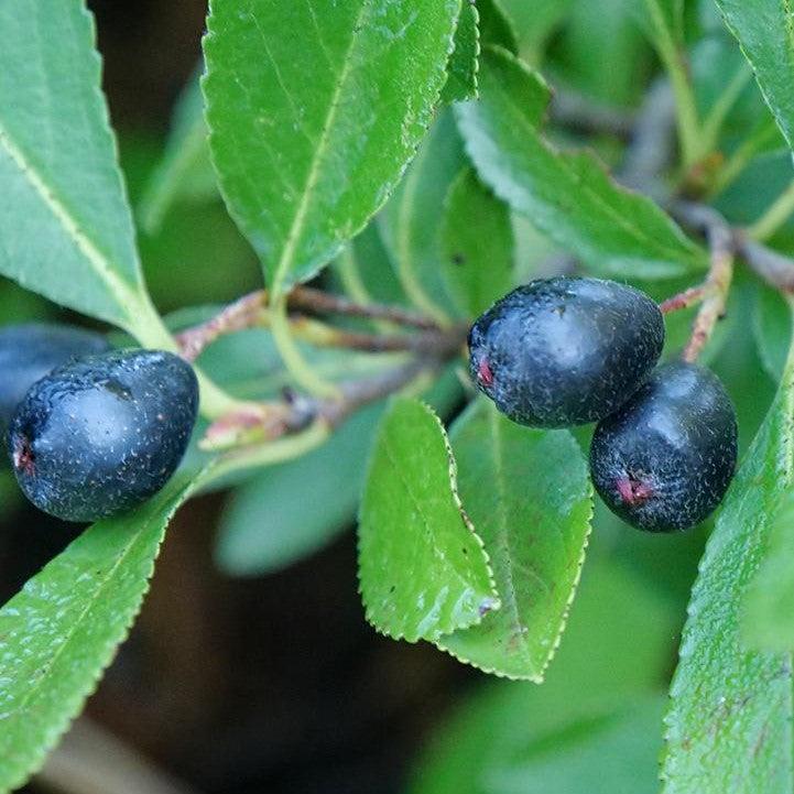 Aronia melanocarpa - PW® Ground Hug® Aronia