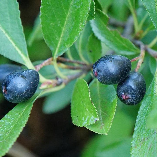 Aronia melanocarpa - PW® Ground Hug® Aronia