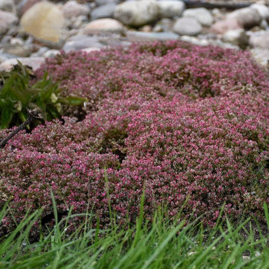Sedum cauticola - Steel the Show Stonecrop