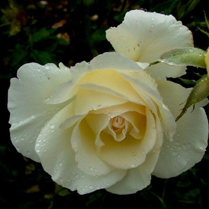 Rosa - First Editions® The Finest™ Rose