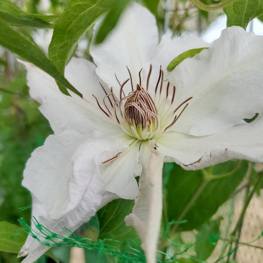 Clematis - Hyde Hall™ Clematis