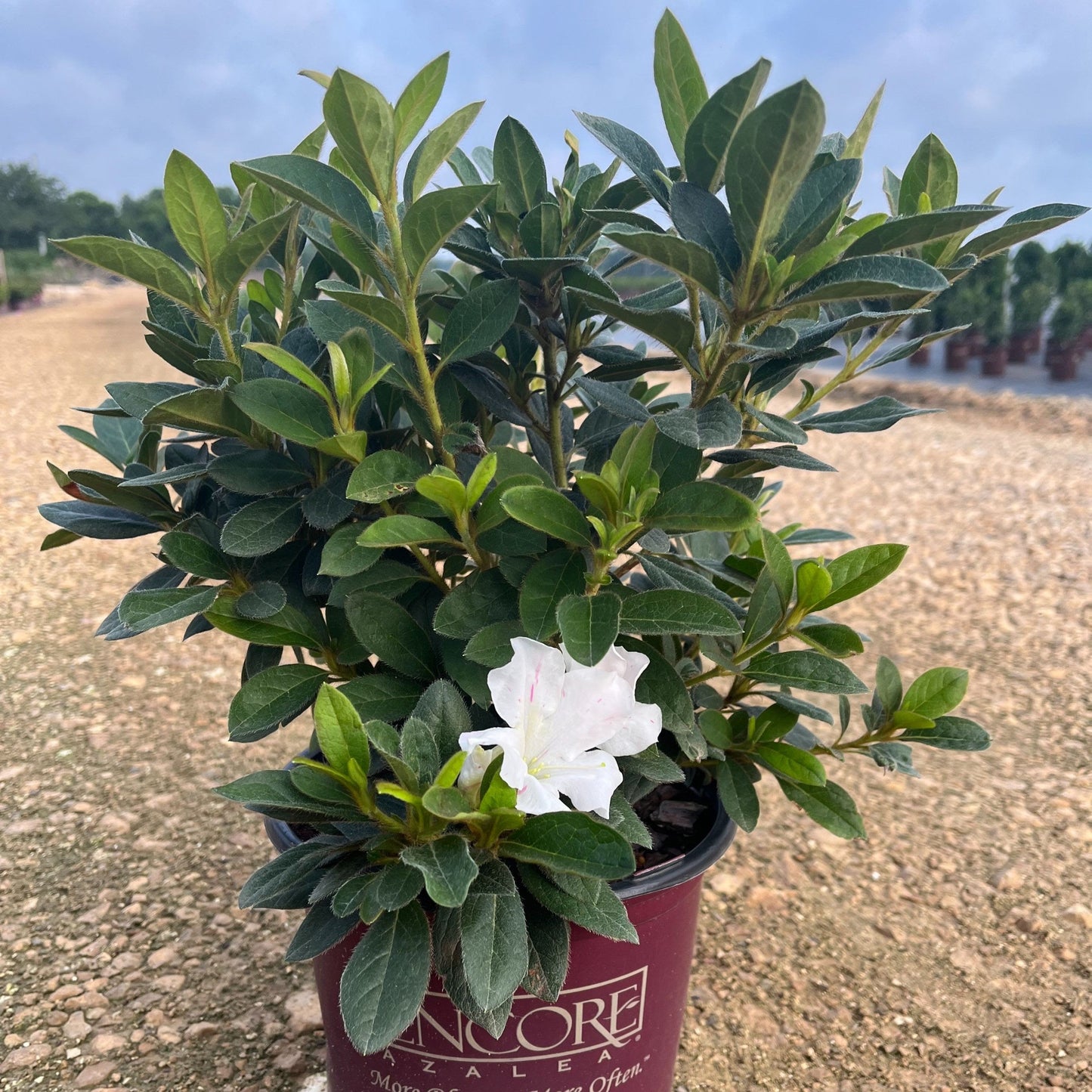Encore® Autumn Lily™ Azalea