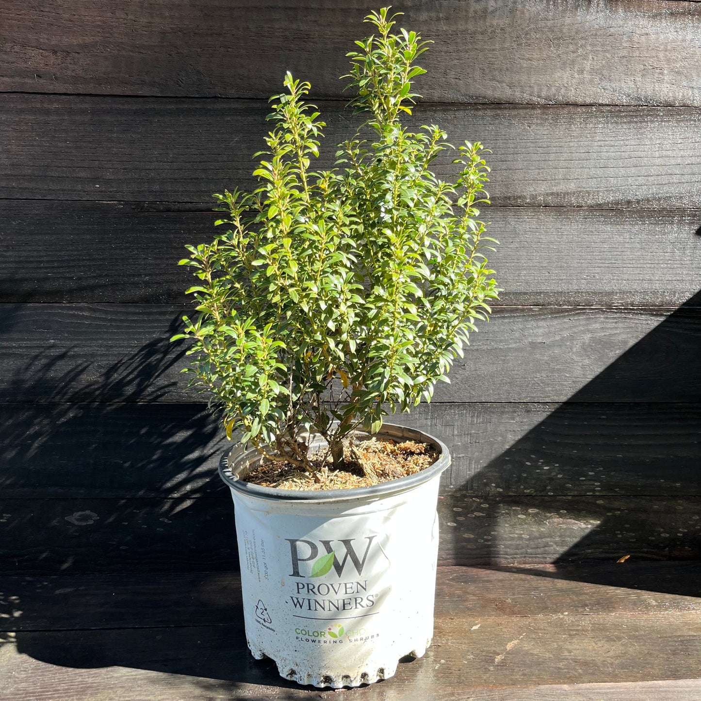 Ilex glabra - Gem Box® Inkberry Holly