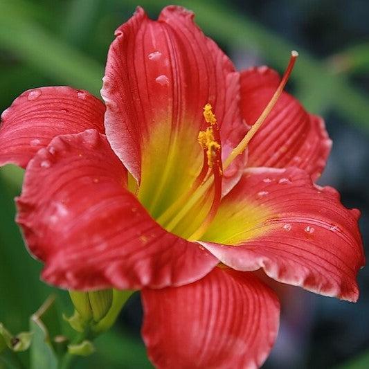 Hemerocallis  - Red Hot Returns Daylily