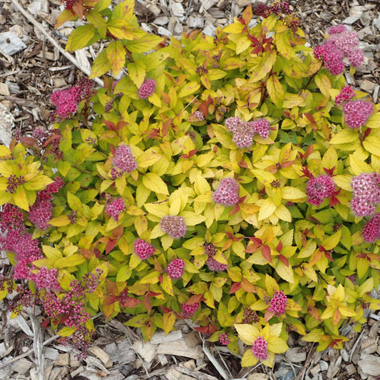Spiraea japonica - Magic Carpet Spirea