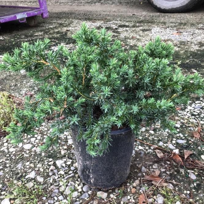 Juniperus conferta - Blue Pacific Shore Juniper