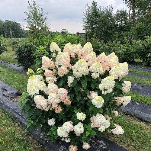 Hydrangea paniculata - Quick Fire Fab® Hydrangea