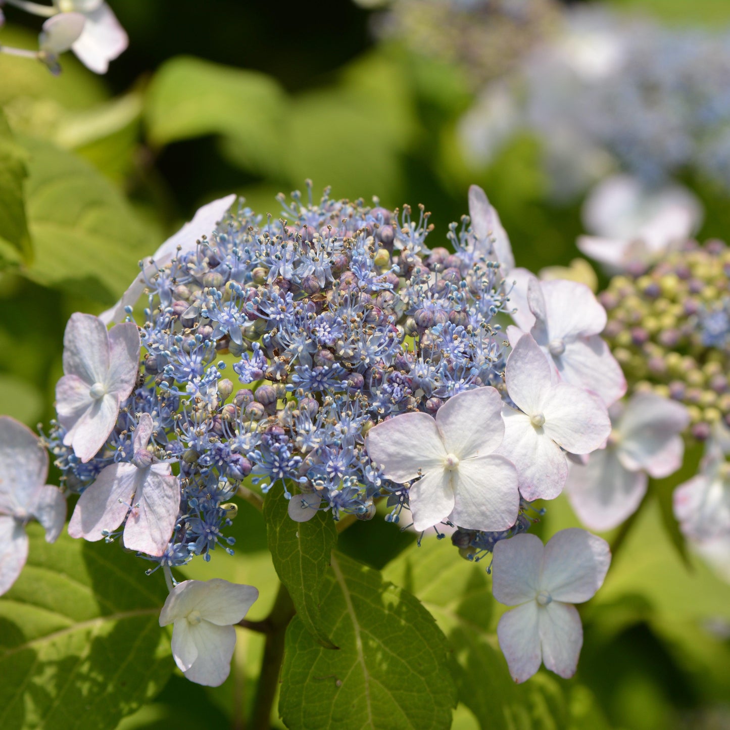 Hydrangea serrata - Blue Billow Hydrangea
