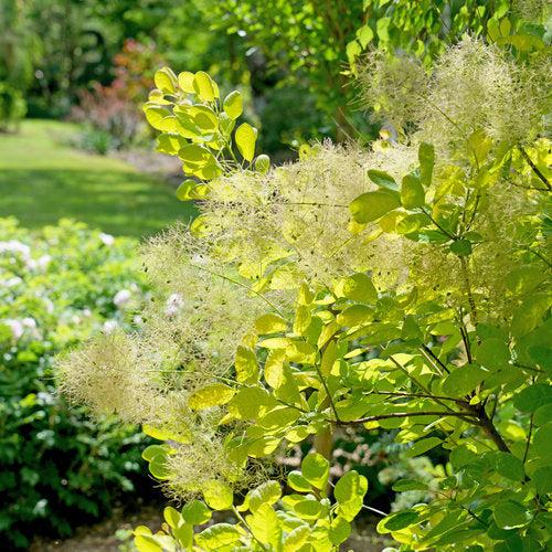 Cotinus coggygria - Winecraft Gold® Smokebush