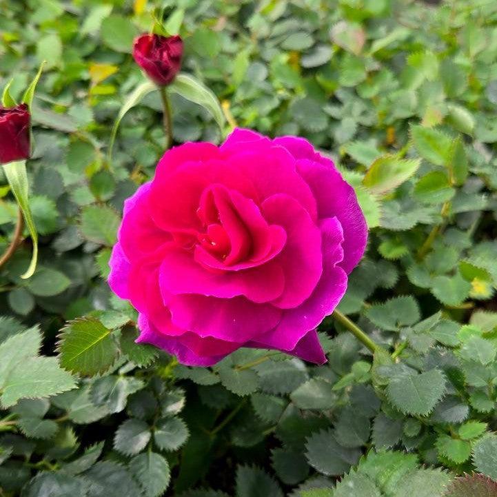 Rosa x - Showpiece™ Purple Rose