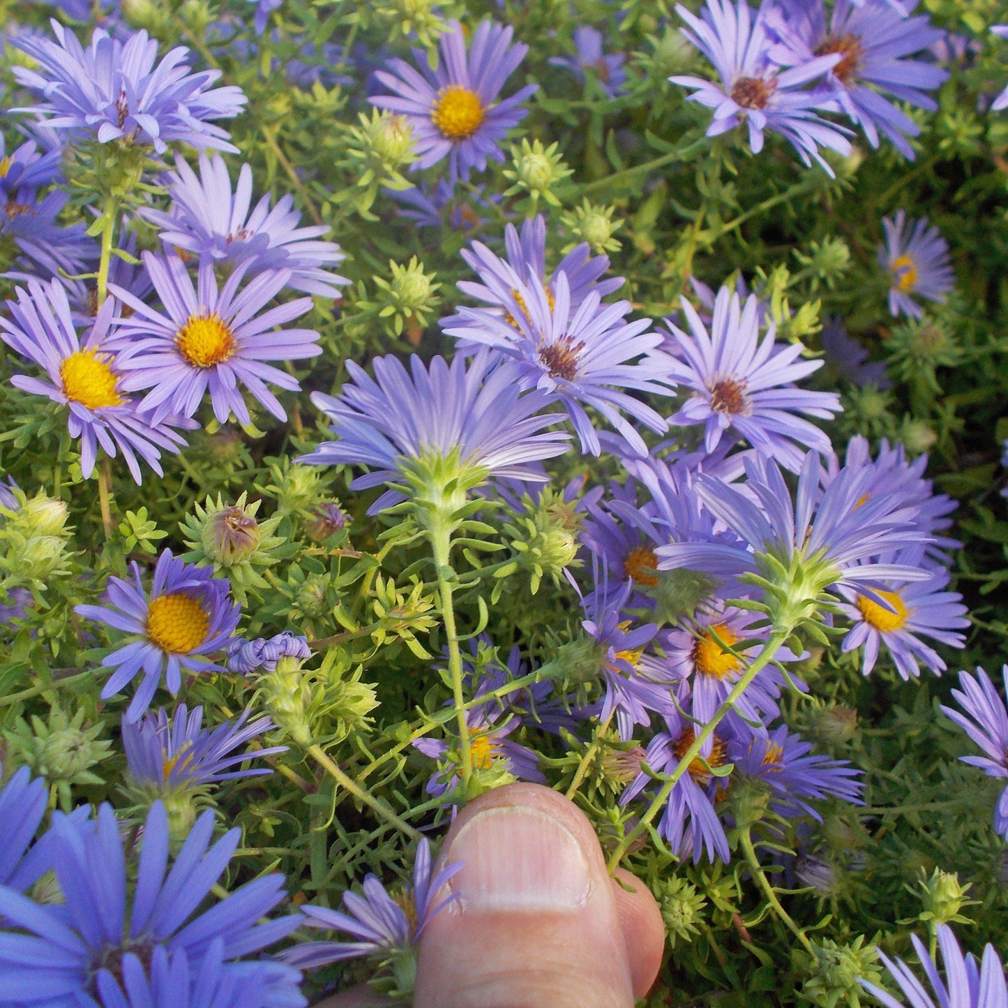 Aster oblongifolium - October Skies Aromatic Aster