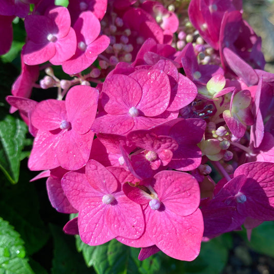 Hydrangea macrophylla - Endless Summer® Summer Crush® Hydrangea