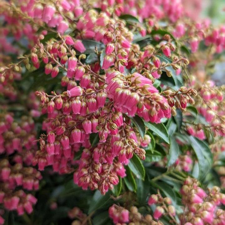 Pieris japonica - Passion Party™ Passion Pieris