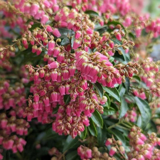 Pieris japonica - Passion Party™ Passion Pieris
