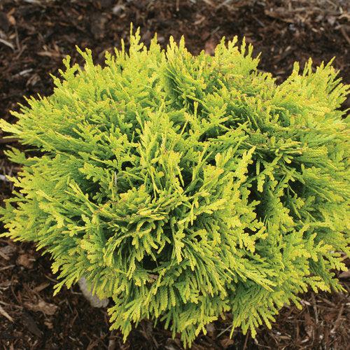 Thuja occidentalis - Anna's Magic Ball® Arborvitae