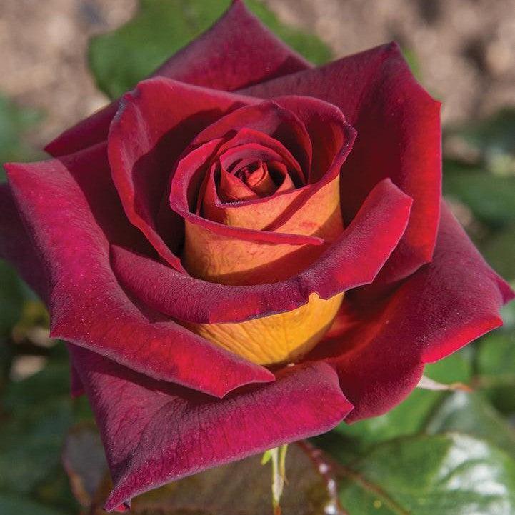 Rosa x - Dark Knight™ Rose