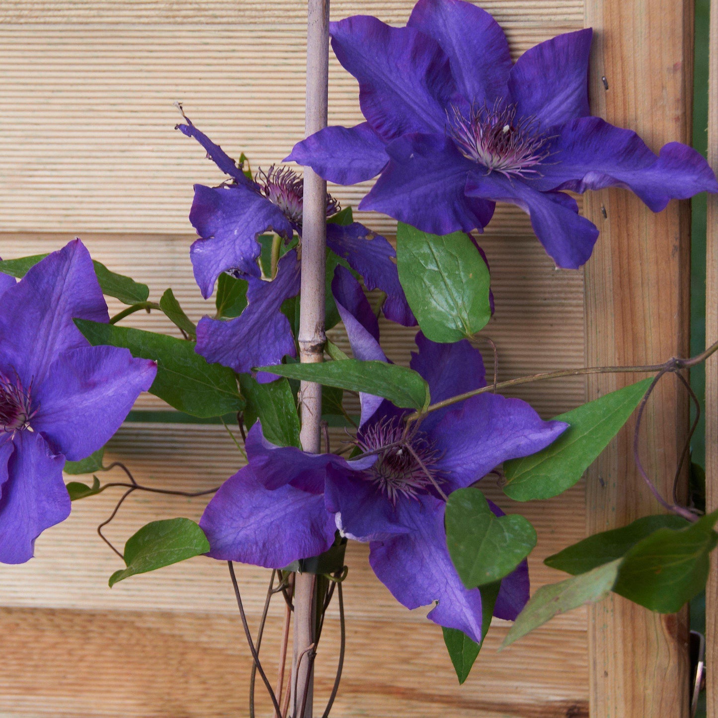 Clematis - The President Clematis