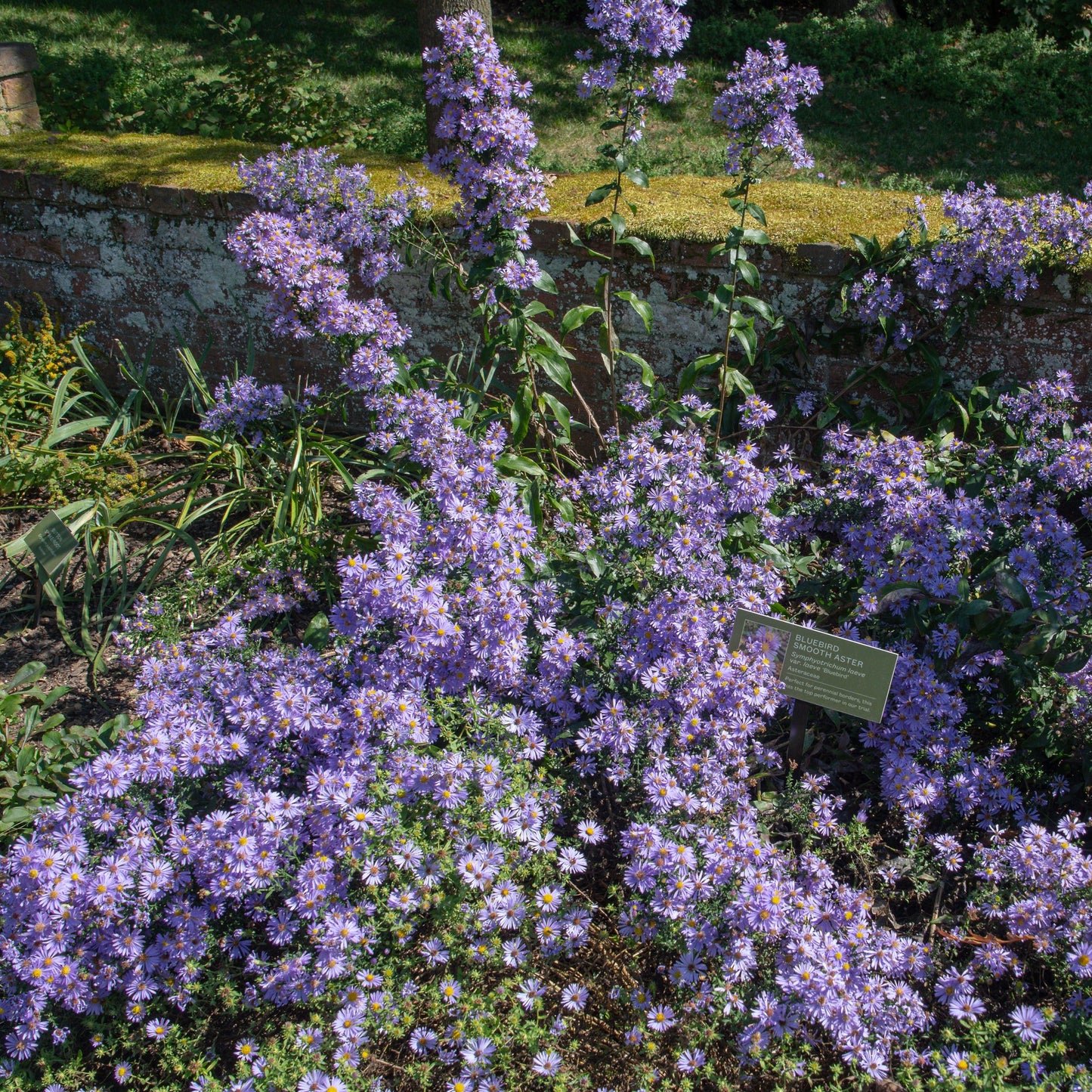 Aster laevis - Bluebird Smooth Aster
