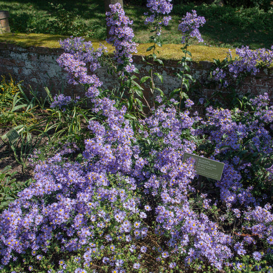 Aster laevis - Bluebird Smooth Aster