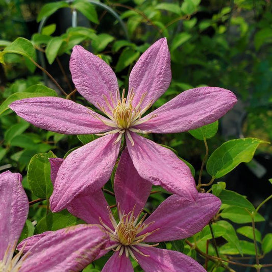 Clematis - Sally™ Clematis