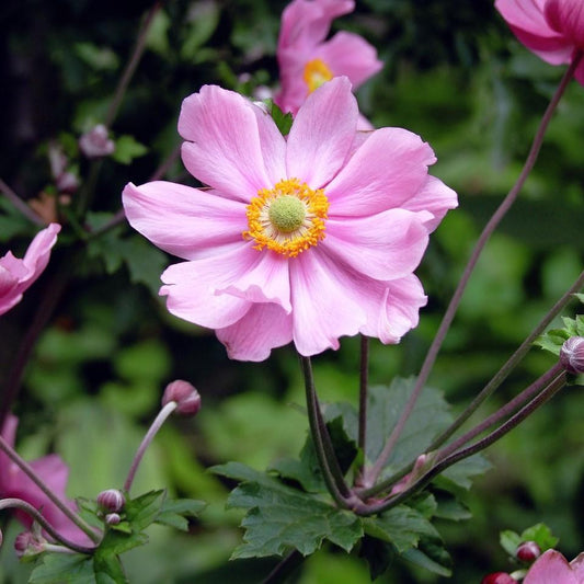 Anemone hupehensis - Fantasy™ Pocahontas Anemone