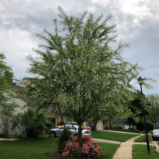 Prunus serotina  - Black Cherry