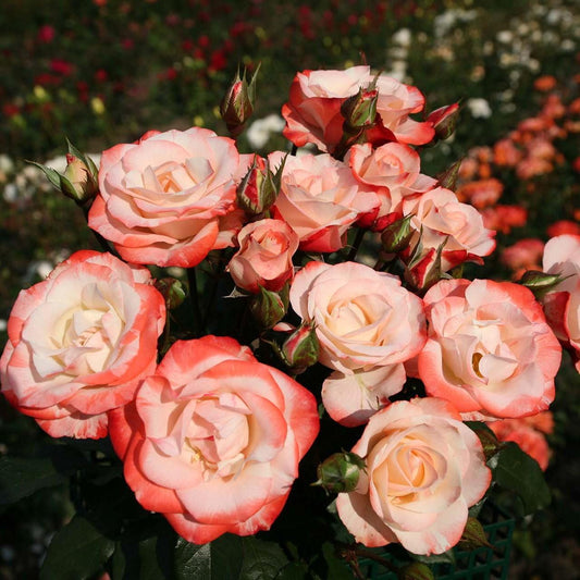 Rosa - Color Splash™ Rose