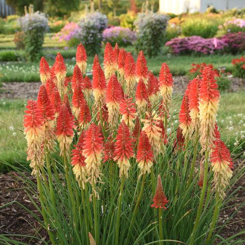 Kniphofia - PW® Pyromania® Rocket's Red Glare Red Hot Poker, Torch Lily