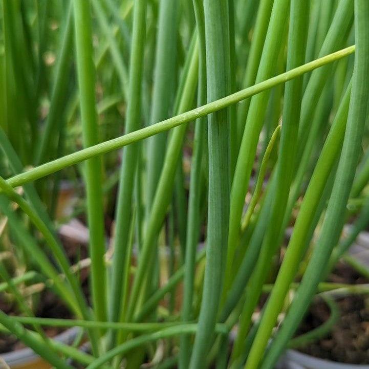 Allium fistulosum  - Scallion