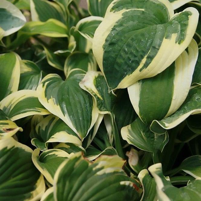 Hosta x  - Wide Brim Hosta
