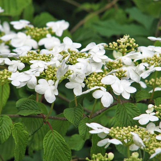 Viburnum plicatum - Shasta Viburnum, Doublefile Viburnum