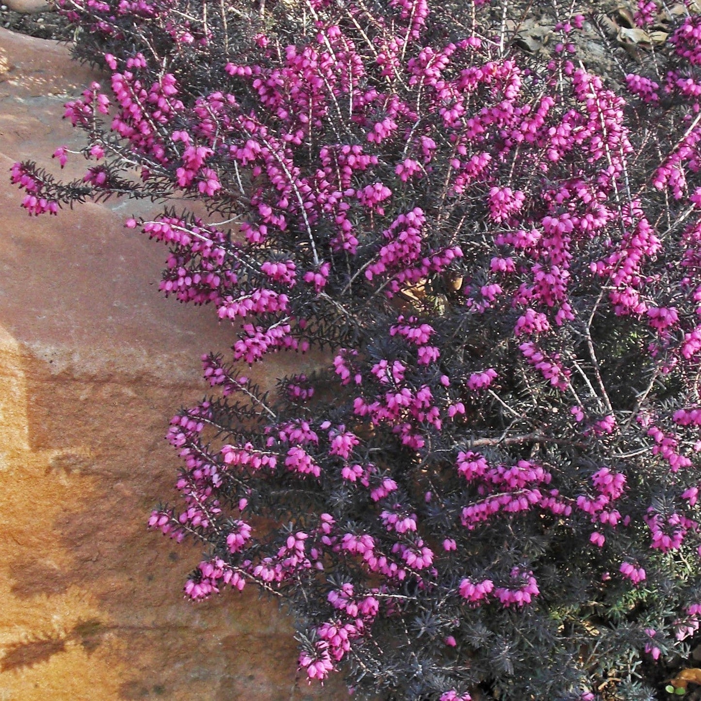 Erica x darleyensis - ica x darleyensis 'Kramers Rote'~ Kramer's Rote Heath