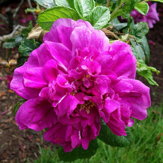 Rosa rugosa - Hansa Rugosa Rose
