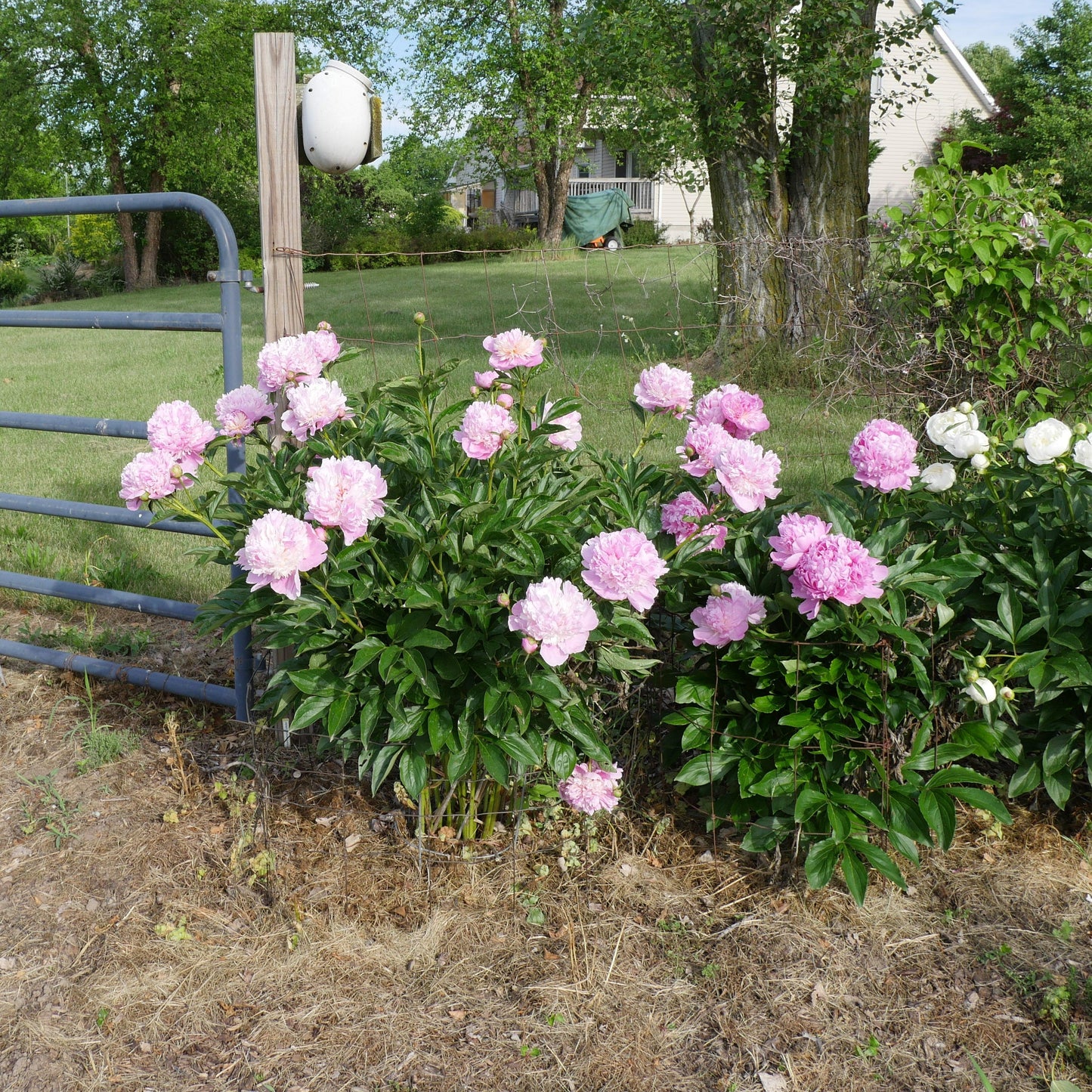 Paeonia - Emile Debatene Peony