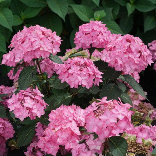 Hydrangea serrata - Let's Dance® Can Do!® Hydrangea