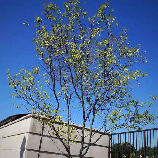 Amelanchier x grandiflora - Autumn Brilliance Apple Serviceberry