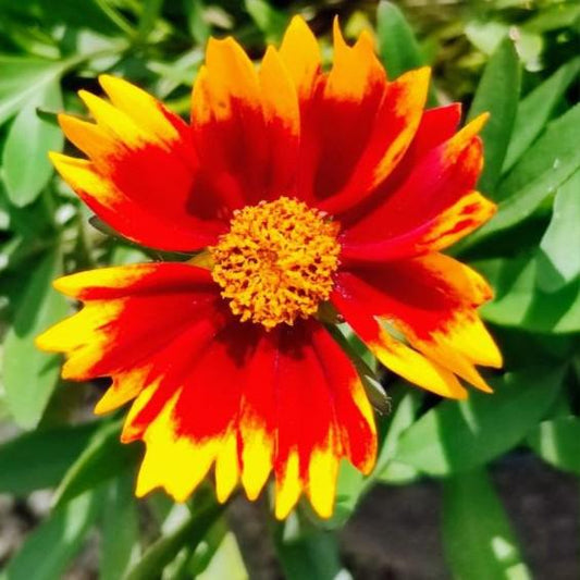 Coreopsis x - Lil' Bang™ Daybreak Tickseed
