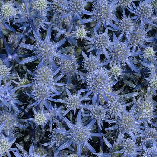 Eryngium planum - Blue Glitter Sea Holly