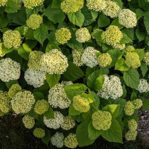 Hydrangea arborescens - First Editions® FlowerFull™ Smooth Hydrangea