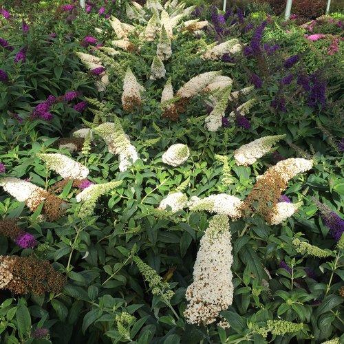 Buddleia x - Pugster White® Butterfly Bush